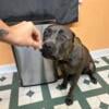 13 month Female cane corso