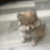 Purebred Pomeranian for sale-Tucker
