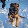 2 year old German Shepherd looking for a loving home.