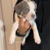 American XL Bully Puppies