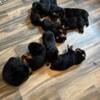 Rottweiler puppies full blooded