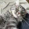 “BACARI” BLUE CLASSIC MAINE COON BOY RETIRED