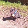 Frenchie Male Fluffy Carrier
