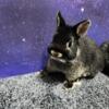 Netherland Dwarf purebred baby bunnies, sweet, healthy, beautiful