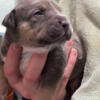 2 Week old American Bully Puppies Louisiana