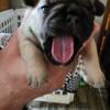 French Bulldog puppies hurry