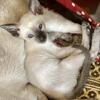 Siamese Seal Point 