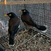 Mynah Birds for Sale