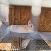 White Lionheads for Adoption