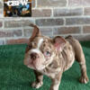 Female Bully 9 weeks