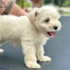 Mini schnauzer for sale