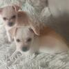 Chihuahua puppies 