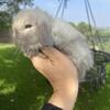 Holland Lop Dwarf Bunnies