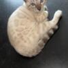 Snow bengal kitten tica registered