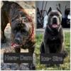 Cane corso puppies for rehoming