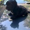 Yorkiepoo