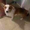 Male corgi looking for his forever home