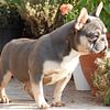 Reg Blue and Tan cream carrier French  Bulldog for stud service