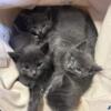 Russian Blue kittens girls available