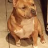 Pocket female bully blue fawn