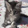 Mainecoon Kittens