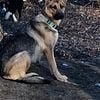 Non-registered light sable German shepherd female