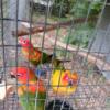 Red factor sun conures with dna