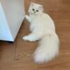 Stunning Exotic White Male Cat