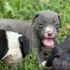 American Bully puppies for sale in Texas