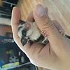 Baby sugar gliders