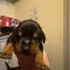 Doberman puppies