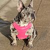 2 Top Quality Females Pure Bred French Bulldog Ckc Reg (9 Months)