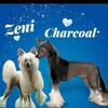 Chinese Crested Beautiful Powder Puff Boy ORCA