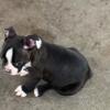 Ckc Registered Boston Terrier Male