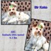 AKC CKC Chocolate Parti Male Yorkie Yorkshire terrier Stud service Proven (puppies available)