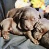 Just in time for Christmas!!Silver, charcoal, chocolate, black and tan point Labrador's 