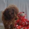 Miniature red male poodle for sale