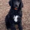 Standard poodle puppies