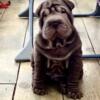 Chinese Shar Pei, one male available
