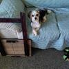 8 month male Morkie, neutered.