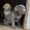 Beautiful silver lab puppies ready for their forever home!