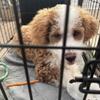 Puupy for Sale (Mini Bernedoodle)