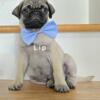 Fawn CKC Pug Puppies