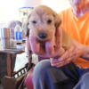 Akc With Breeding Rights Mini Silky Wire Hair Dachshund Male Pup White Collar 4 Weeks  $1,600