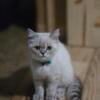 Cfa registered exotic shorthair