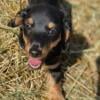 Mini Dachshund CKC for sale