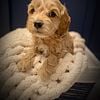 Cockapoo puppies for sale