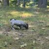 AKC German Shorthaired Pointer Puppies