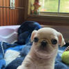 Male Tea cup pug puppy