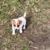 Jack Russell Terrier Puppies!